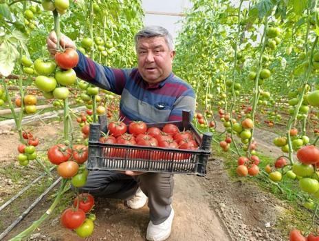 Kış mevsiminde lezzetli domates arayanların vazgeçilmezi! Manava gidenler bu ismi soruyor