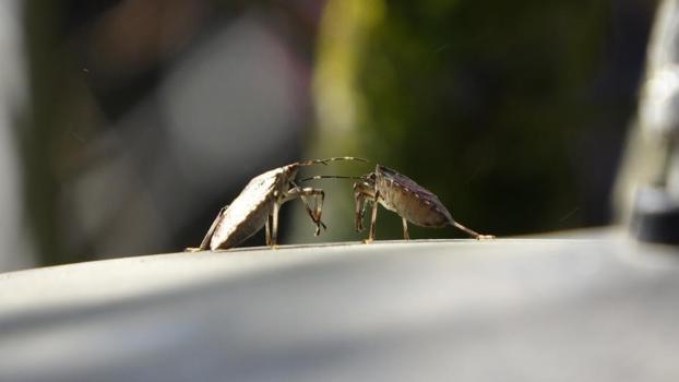Karadeniz’de kahverengi kokarca seferberliği! 'Kışın imha edilmezse yazın sayısı 10 bini bulacak'