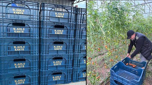 Fenerbahçeli üreticinin Kante sevgisi! Sarı-lacivert aşkı tarlaya taştı