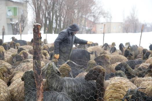 Muş'ta devlet desteğiyle hayvan sayısında rekor artış: Gençler batıya değil, kendi köylerinde hayvancılığa döndü