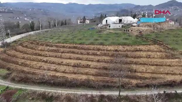 Fındıkta verimi 4 katına çıkaran yöntem Ordu'da denendi: Dekar başına 350 kilo fındık alınacak