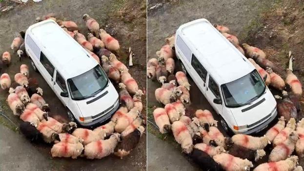 Trabzon’da koyunlardan minibüs kuşatması! Sürü ablukaya aldı, ortaya ilginç görüntüler çıktı