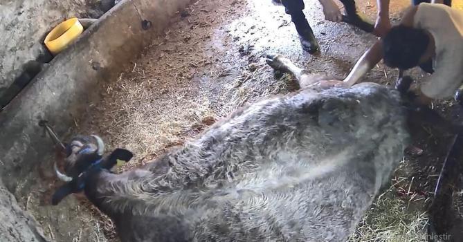 Aydın'da ineğe ekmek bıçağıyla sezaryen skandalı! Veteriner yerine 'anlayan' kişiyi çağırdı, inek canından oldu