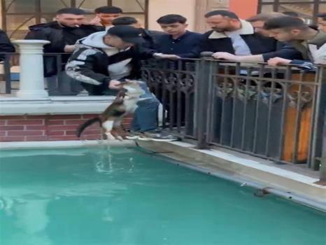 AVM'nin havuzuna düşen kediyi esnaf kurtardı!