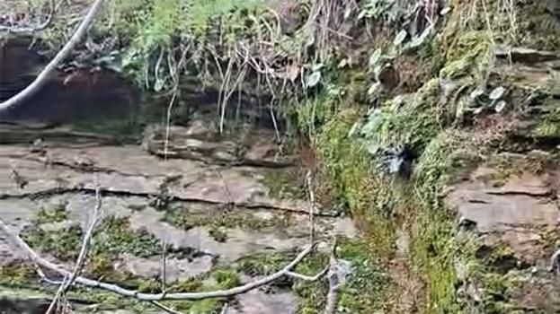 İzmir'de 35 yıl sonra şaşırtan görüntü! Yeniden canlandı