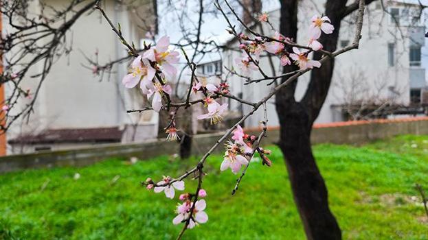 Edirne'de ağaçlar yalancı bahara aldanıp çiçek açtı! 'Üşümeyi alan ağaçlar, çiçek açmaktadır'