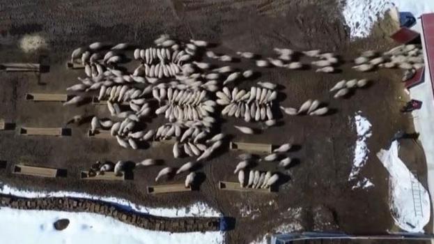 2 bin 601 işletmeye 50 milyon liralık yem desteği