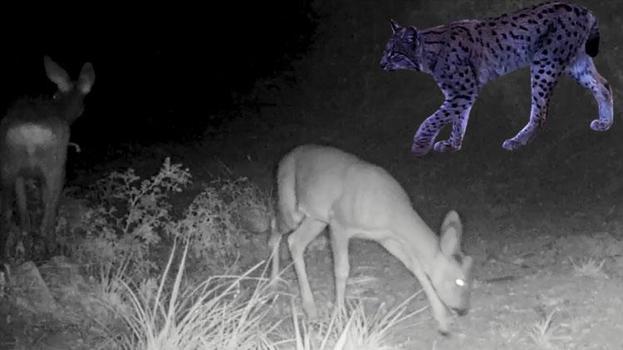 Nesli tükenme tehlikesi altında kırmızı listedeki ormanın hayaleti vaşak fotokapana takıldı