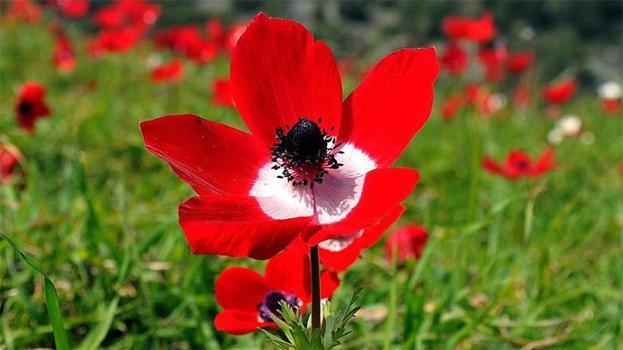 Cemre düştü mü? İlk cemre ne zaman düşecek? İşte bahar müjdecisi cemrelerin havaya, suya, toprağa düşme tarihleri 2026...