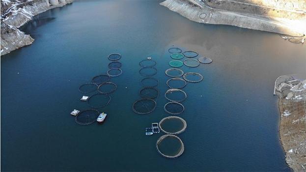 Denizi olmayan kentte balık üretimi 2 bin tona ulaştı! Rusya, Çin, Japonya ve Birleşik Arap Emirlikleri gibi birçok ülkeye satılıyor