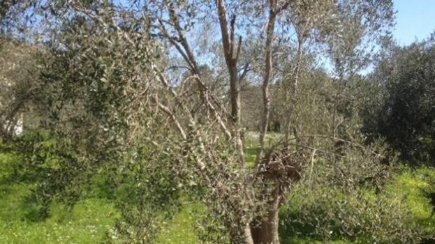 Zeytin üreticileri için kritik uyarı! Sakın geç kalmayın