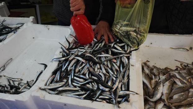 Zonguldak limanlarından 500 ton hamsi çıktı! Palamut yok, hamsi çok