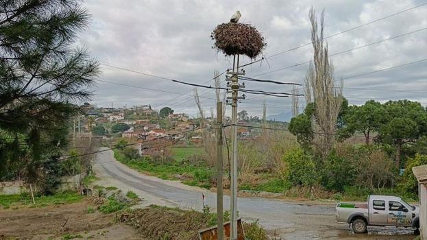 Aydın'da yılın ilk leylekleri gelmeye başladı, ilk gören 1 çuval unu kaptı