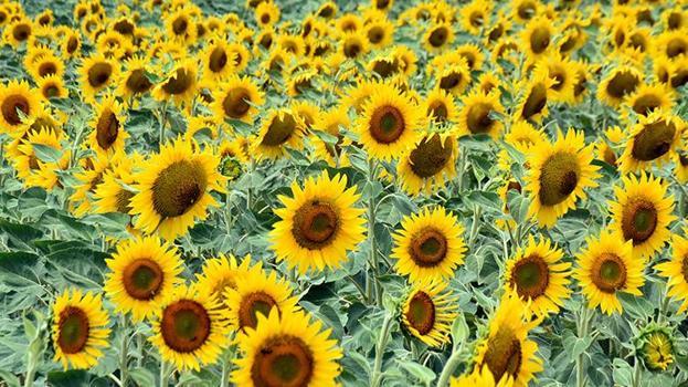 Edirne'de kurak günler geride kaldı! Üretici artık ürünü kuru toprağa ekmiyor