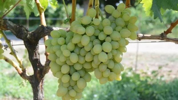 Bağcılıkta yeni dönem! Resmen tescillendi: Üreticinin yeni gözdesi olacak