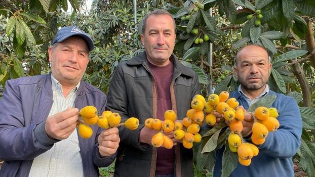 Sarı altında erken hasat! İlk ürünler bin 500 liraya satılıyor