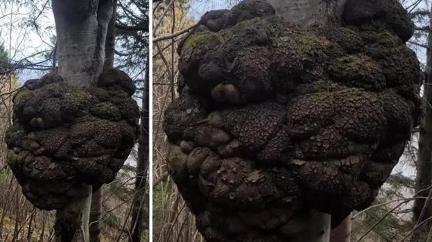 Trabzon'da avcı ormanda yürürken keşfetti! Eşi benzeri yok, altın değerinde