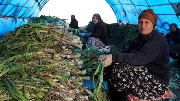 Lüleburgaz'ın dev gelir kaynağında hasat başladı! Tarlada değeri ikiye katlanıyor