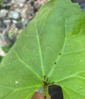 Kaz Dağları’nda heyecan verici keşif: Dünyada ilk kez görüldü, Çanakkale’nin adını aldı!
