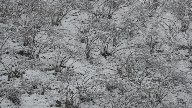 Ordu'da kar alarmı: Fındık dalları kar altında, uzmanlar don için tarih verdi