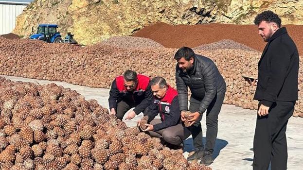 Aydın çam fıstığı dünyaya açılıyor! AB tescili meyvelerini veriyor, artık tüm dünyanın takibinde
