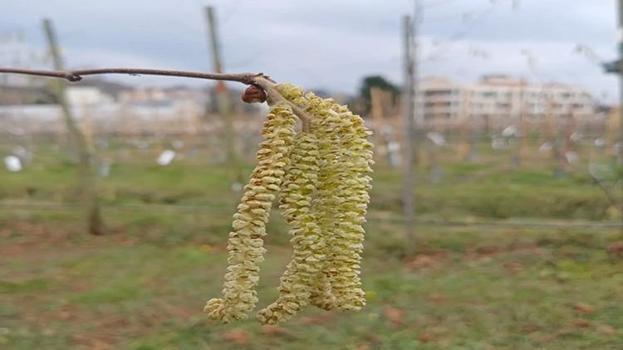 Fındık üreticileri dikkat! Tek bir hata tüm ürünü yok edebilir