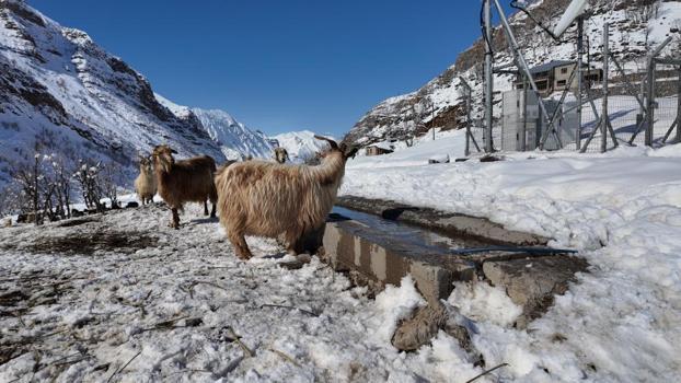 Şırnak'ta hayvancılık eski günlerini arıyor! Eskiden 200'ü bulan sayı şimdi 50'yi görmüyor: Üreticilerden destek talebi