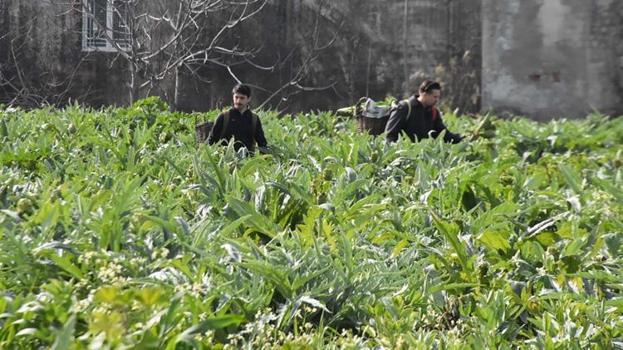 İzmir'de hasat başladı! İnternet satışları pazarı geçti: Türkiye'nin her yerinden sipariş yağıyor