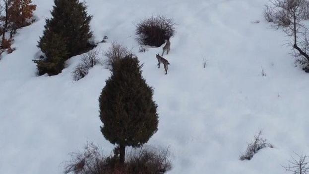 'Ormanın hayaleti' vaşak ailesi Erzincan Refahiye’de havadan görüntülendi