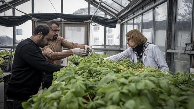 Erzurum'da dışa bağımlılığı bitirecek hamle: 20 yıllık çalışmanın sonucunda geliştirildi! Sofralarda yerini alacak