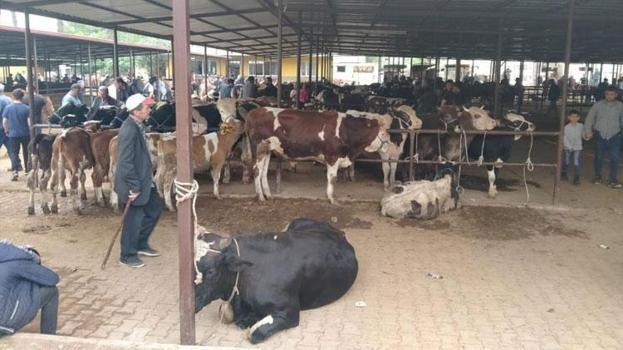 Aydın'da hayvan pazarlarında yeni düzenleme yürürlüğe girdi: Kurallar ve saatler belirlendi