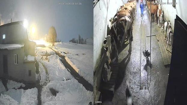 Kars'ta ilginç olay! Köpeklerine saldıran kurtları kürekle kovaladı