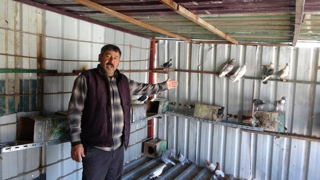 7 yaşında başladı, 52’sinde hala devam ediyor! 1 güvercinle başladı, 200 oldu!