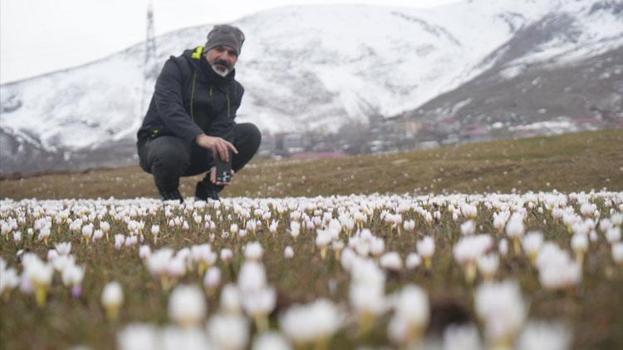 Muş Ovası’nda baharın ilk habercisi olan çiğdemler yeniden yüzünü gösterdi