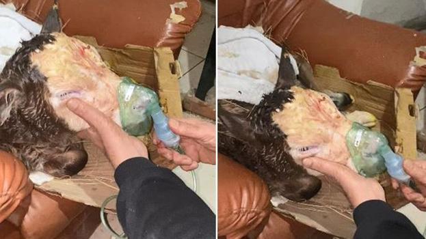 Buzağı ölümlerine karşı Artvin usulü çözüm: Çocukların buhar makinesi buzağılara nefes oldu!