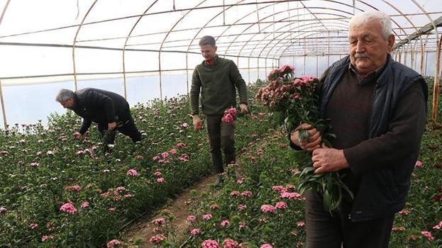 Yalova'da dört kuşaktır devam ediyor! 16 dönümlük arazide ailece çalışıp Türkiye'nin dört bir yana ulaştırıyorlar