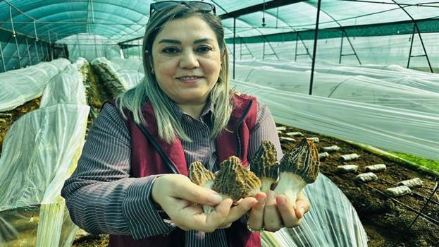 Kilosu 5 bin TL! Mersin'de ilk hasat yapıldı: Doğada çok az bulunuyor, çiftçinin yeni gelir kapısı oldu