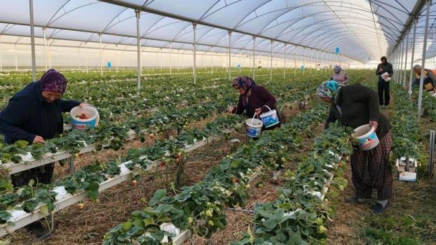 Hasat Mart'ta başladı: Kilosu 160 lira! Yurt dışı Mersin ürününe akın ediyor