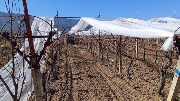 Sarıgöl Ovası'nda alarm verildi! Üreticinin korkulu rüyası Mart ayında kapıyı çaldı