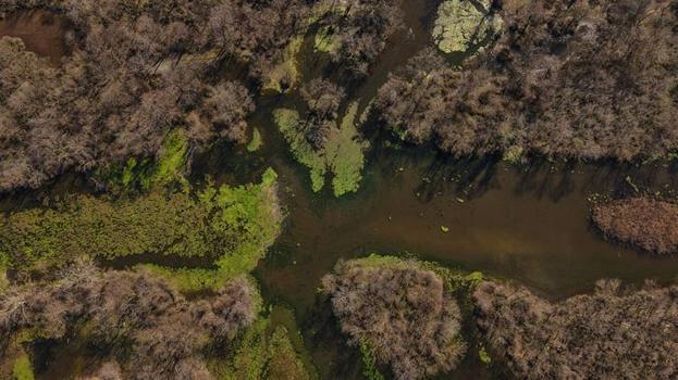 Avrupa'da eşi benzeri yok! 5 ay önce kurumuştu: Şimdi görenler gözlerine inanamıyor