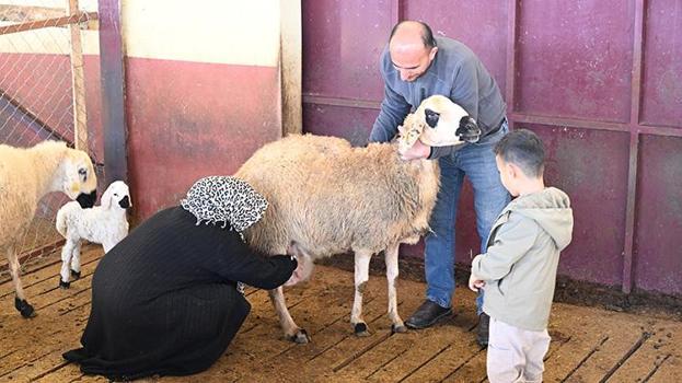 Kahramanmaraşlı kadın girişimci muhasebeciliği bıraktı, hayallerinin patronu oldu! Devlet desteğiyle 3 yılda sürüsünü 103’ten 800’e çıkardı