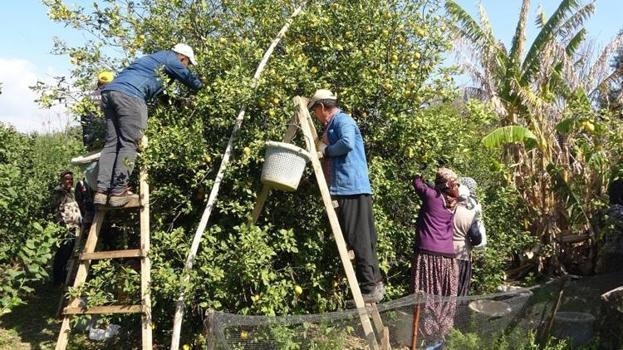 Geçen yıl 5 TL'ydi bu yıl ise fiyatı 50 TL'yi buldu! İstanbul’dan Van'a, Balkanlar'dan Rusya'ya kapış kapış satılıyor