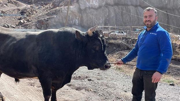 Artvin'in bu boğaları çok özel! Menülerinde fındık ve pekmez eksik olmaz
