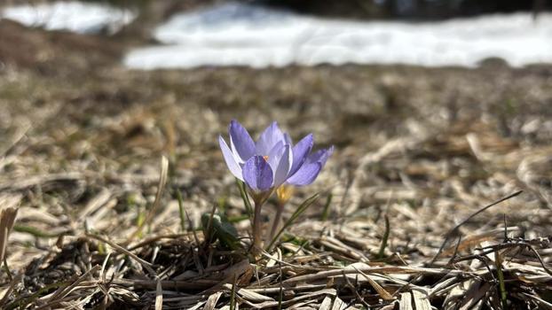 İki mevsim bir arada yaşanıyor! Karlar arasında çiğdemler çiçek açtı