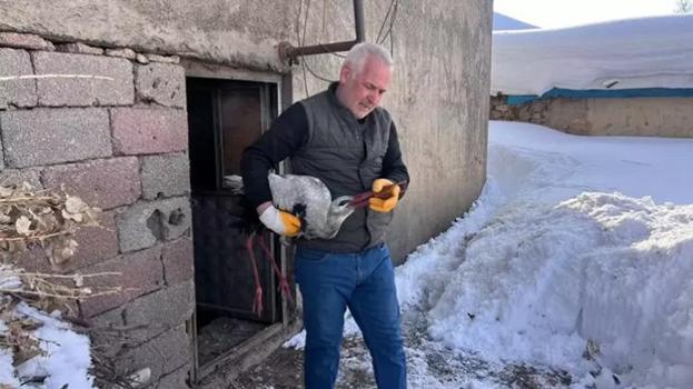 Karlar içinde donmak üzereyken buldu, 2,5 ay evinde baktı! Her gün taze balıkla besledi!
