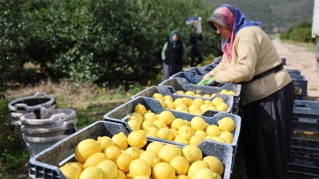 Fiyatı yüzde 410 arttı! TÜİK verileri son durumu ortaya çıkardı