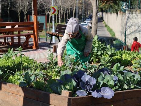 Ataşehir Kent Bostanları için süreç başlıyor! 6 ay geçerli olacak