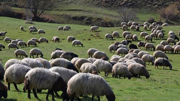 Sinop’ta dev destek: Şartlar açıklandı, başvurular bugün itibarıyla başladı