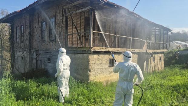 Fındığın gizli düşmanına samuray darbesi: Bartın'da kokarca operasyonu!