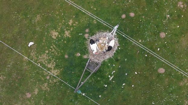 Muş Ovası'nda baharın habercisi leylekler yumurtlama dönemine girdi kuluçkaya hazırlanıyor